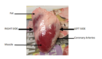 Circulatory System - BODY SYSTEMS